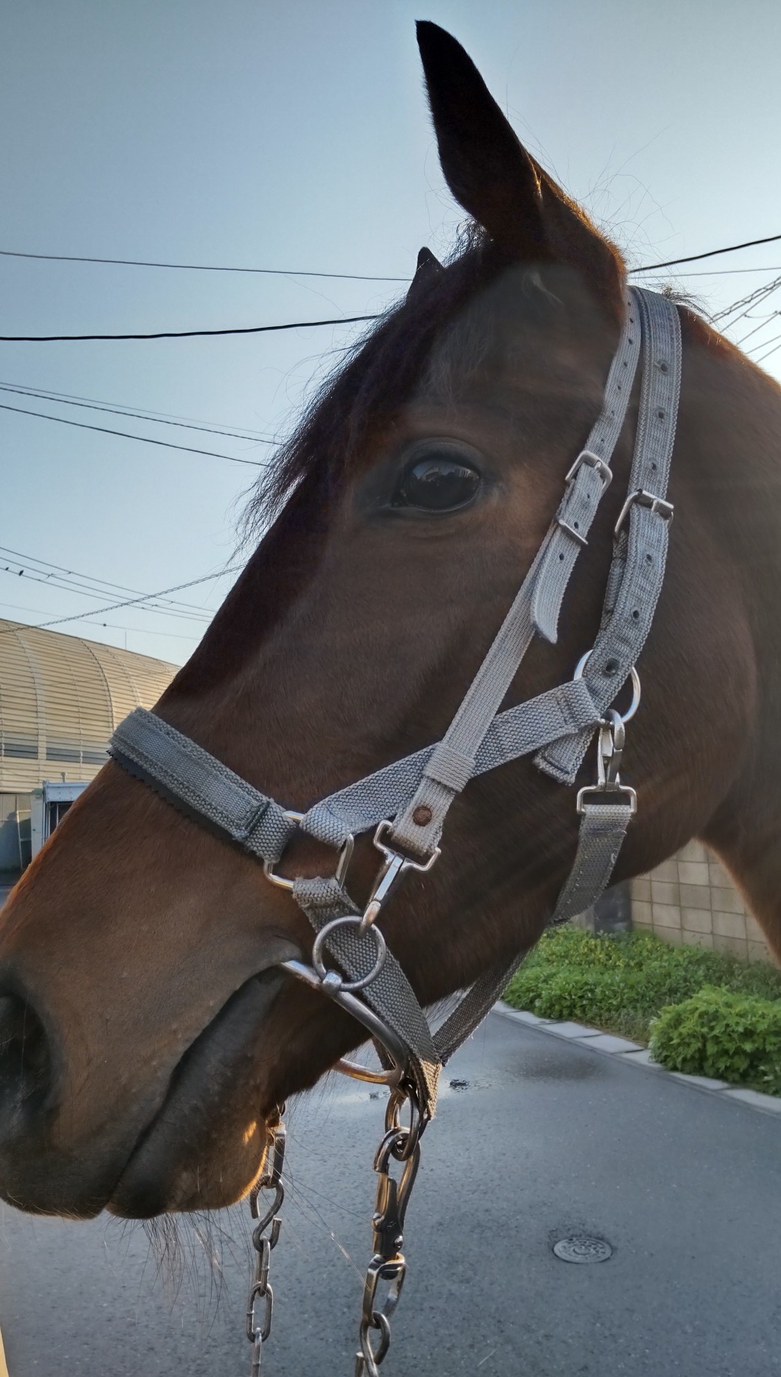 ジャヴァンナ 牝4歳 ※地方競馬 在籍 | サラブレッドオークション