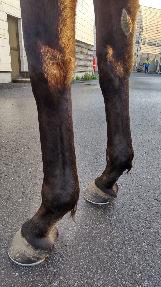 ジャヴァンナ 牝4歳 ※地方競馬 在籍 | サラブレッドオークション