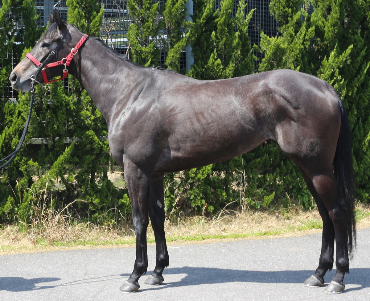 ウィッシュソング 牝3歳 ※中央競馬 登録抹消 | サラブレッド