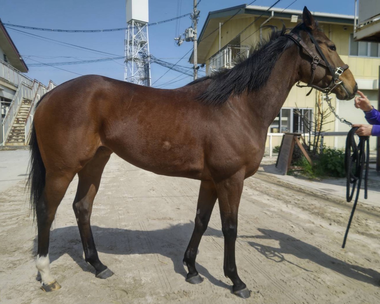 ワイドマルガリータ 牝4歳 ※地方競馬 在籍 | サラブレッド