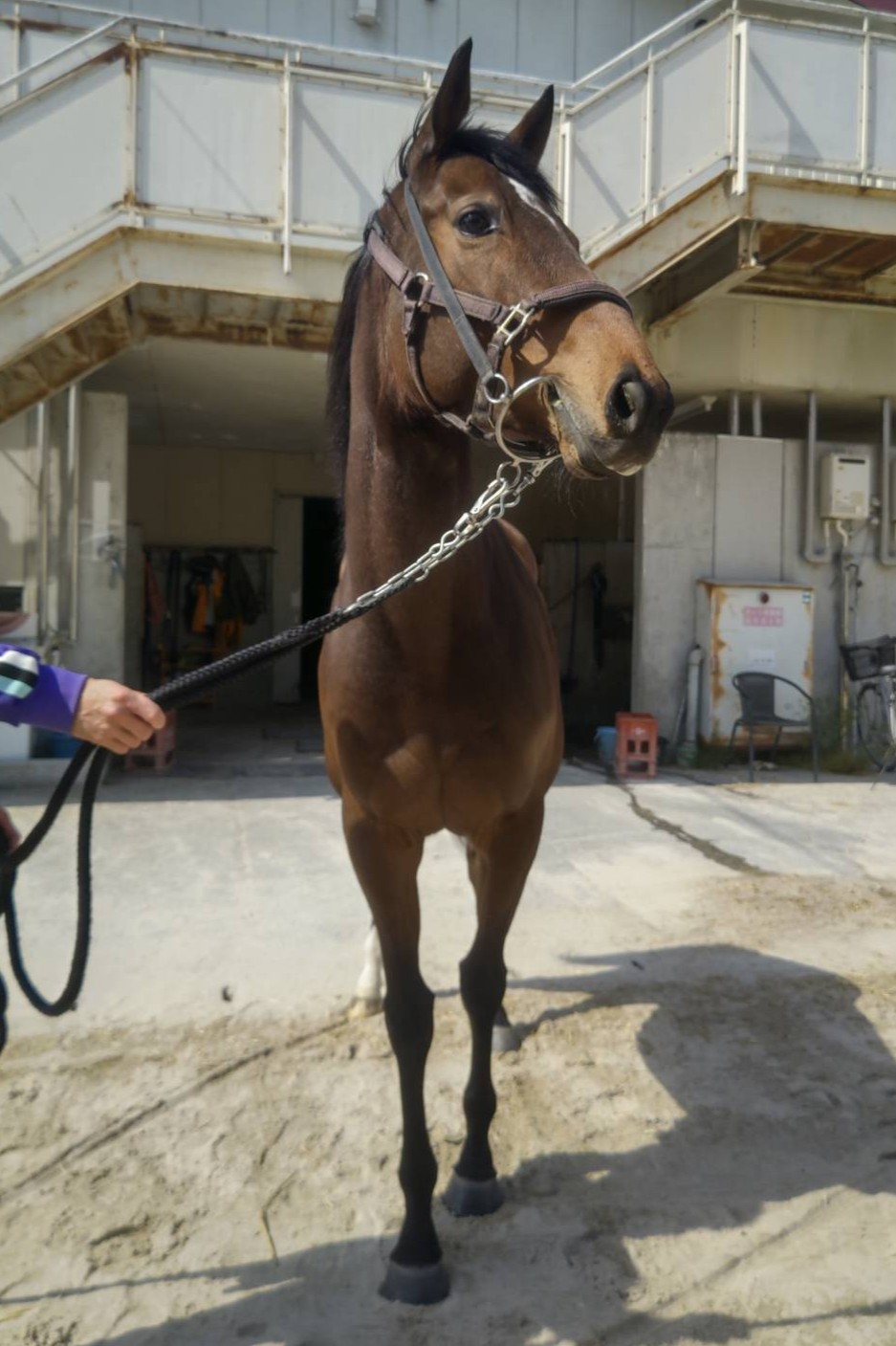 レア　かみのやま競馬マッチ　2つ 東京本紙・外山の日曜中山10R】 | 日刊ゲンダイ競馬