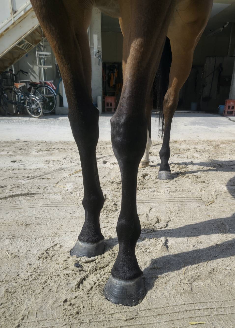ワイドマルガリータ 牝4歳 ※地方競馬 在籍 | サラブレッド