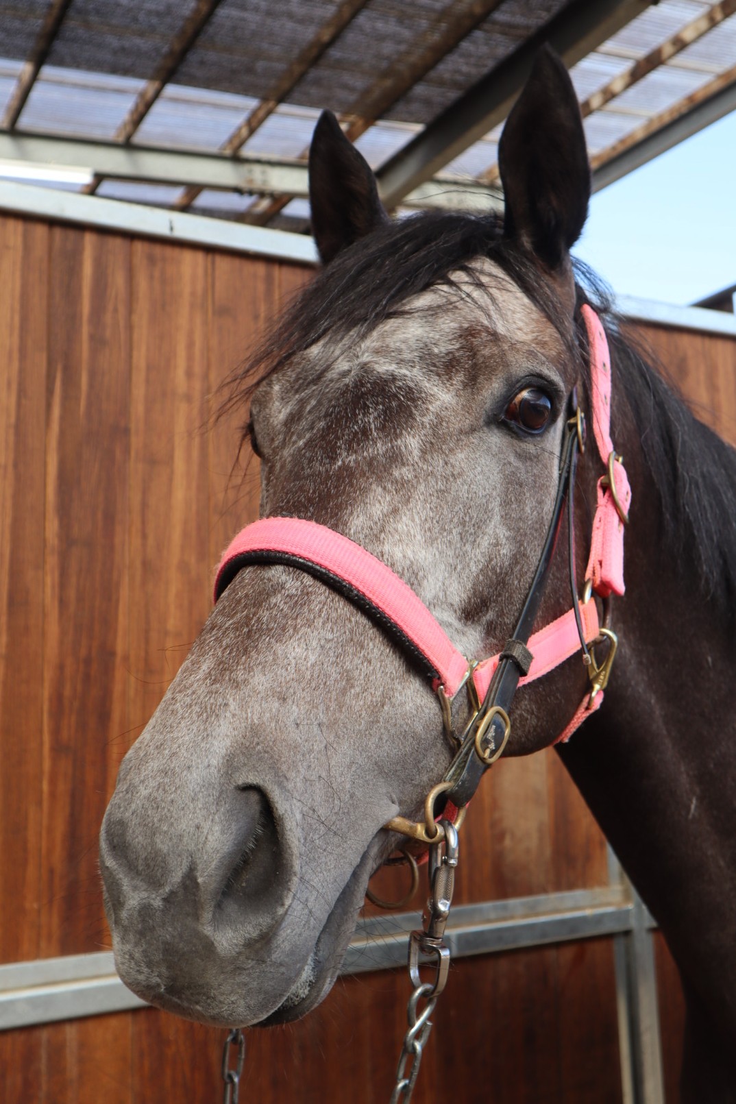 スティールウィル セン5歳 ※地方競馬 在籍 | サラブレッドオークション