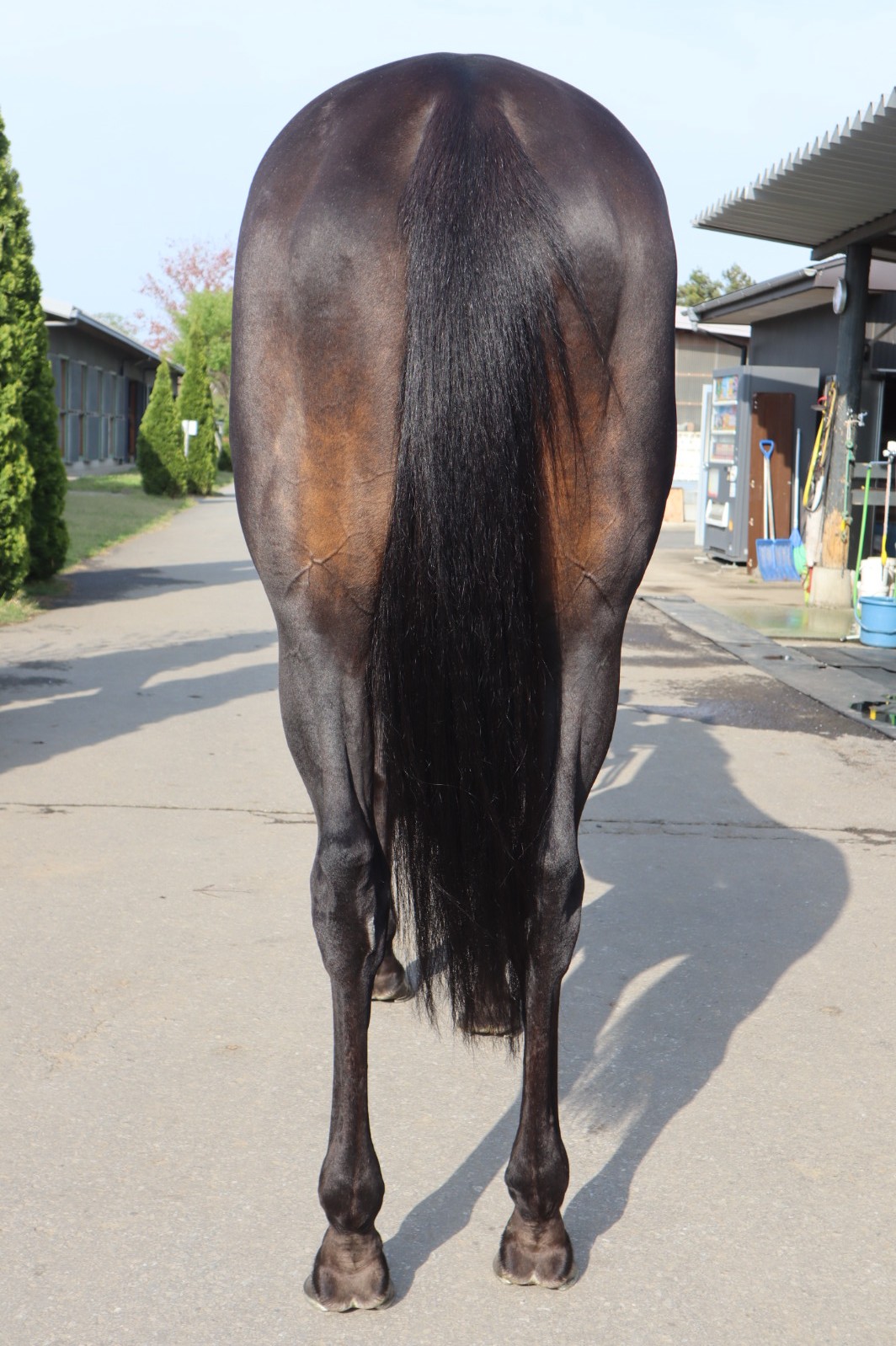 【お1人様1点限り】 ランカグア 牝5歳 ※中央競馬 登録抹消 | サラブレッドオークション その他