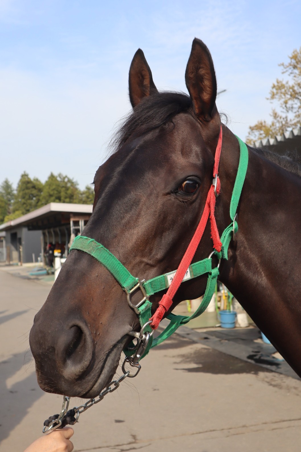 ランカグア 牝5歳 ※中央競馬 登録抹消 | サラブレッドオークション