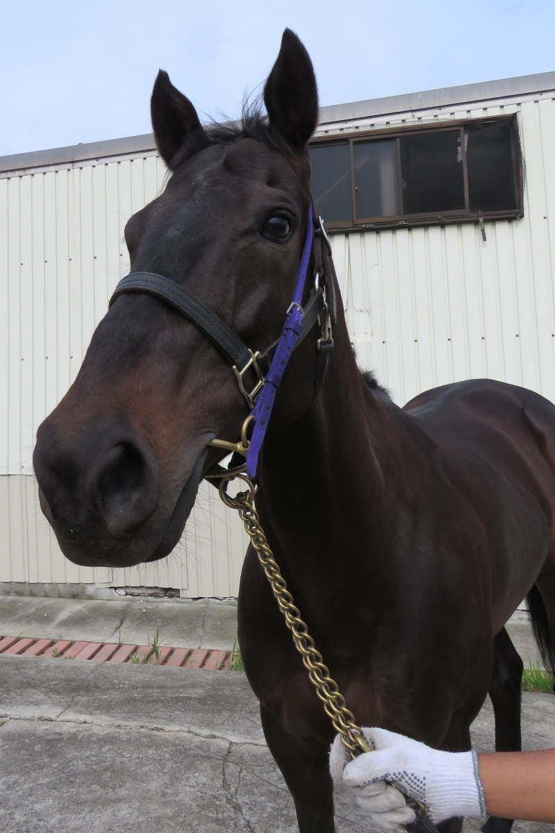 ルミナスフラックス セン6歳 ※中央競馬 登録抹消