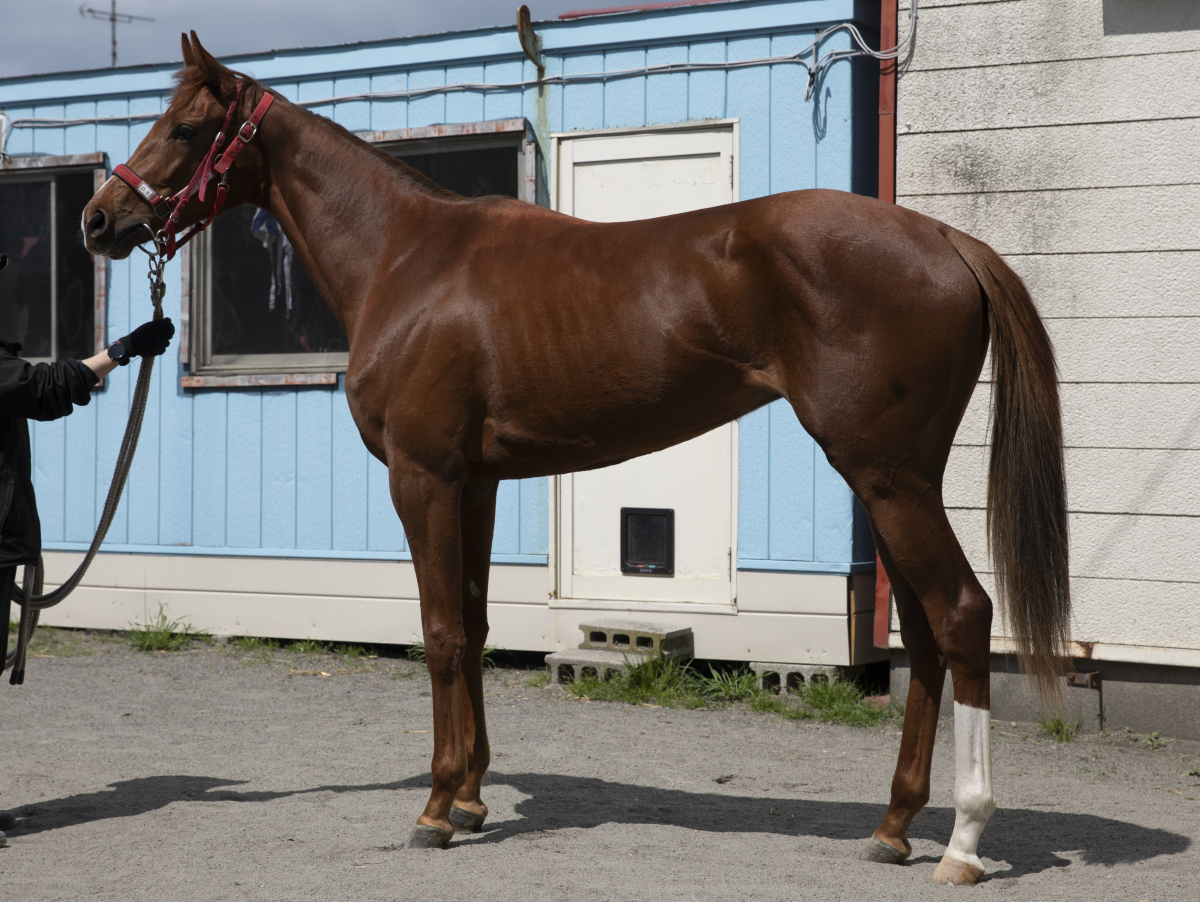 ツウカイミッキー 牝2歳 ※地方競馬 在籍 2歳 | サラブレッド