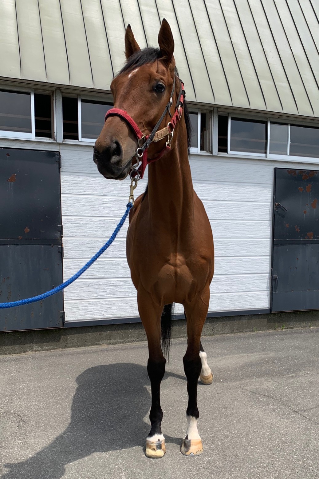 ペインターネット バッカルコーン ソフビ ４種＋オマケ【最終値下】 10/26 ソフビQ アイビーは ピンクゴールド／サファイアカラー