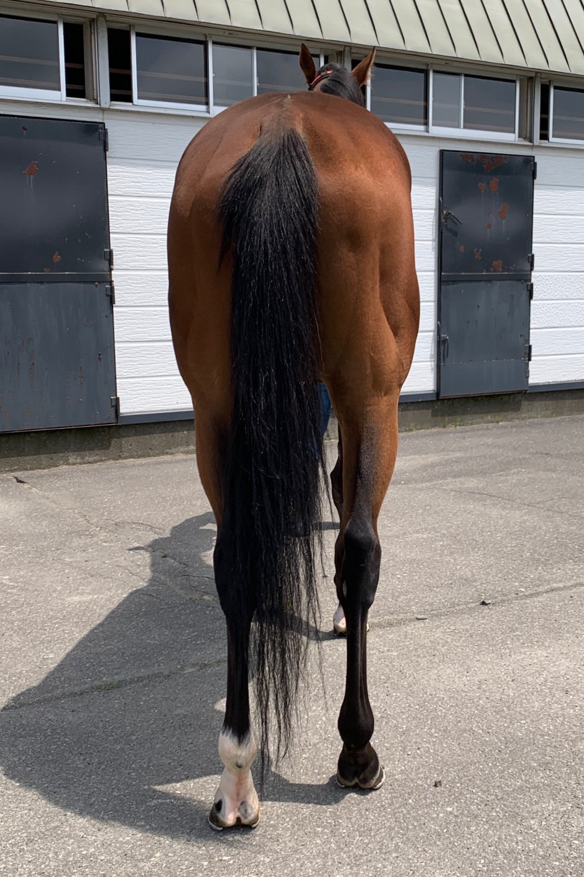 ベラジオコクオウ セン4歳 ※地方競馬 在籍 | サラブレッド