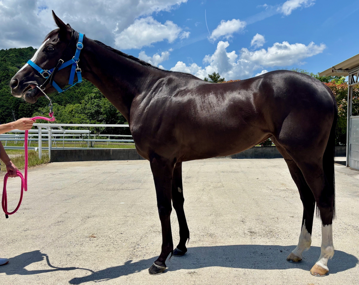 サーリアル　　牝３歳　　※中央競馬　登録抹消_main1