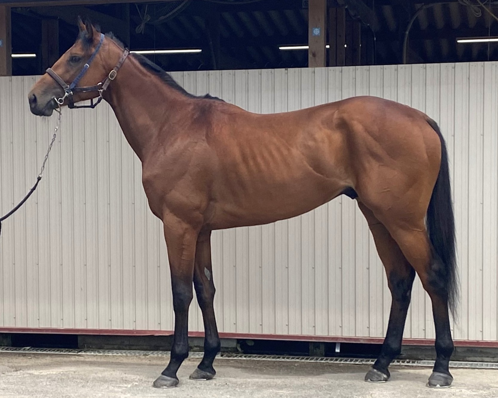 マイティーパワー 牡3歳 ※中央競馬 登録抹消 | サラブレッド
