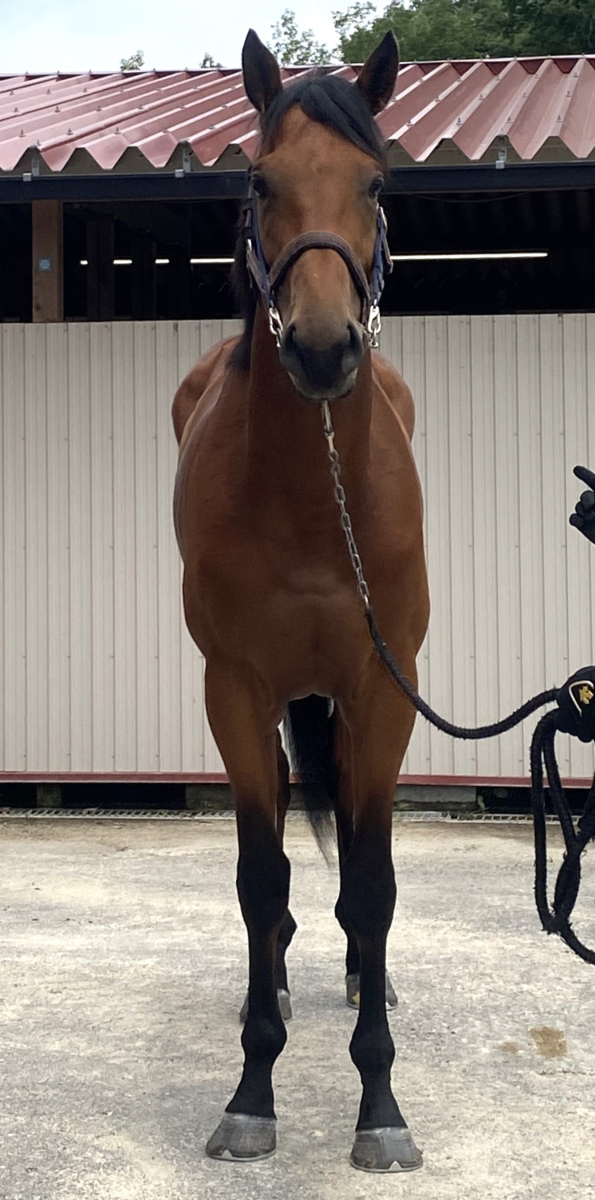 Myaa Sweets馬車 MOYU GT Sports Car • Set MY88016 • SetDB • Merlins Bricks