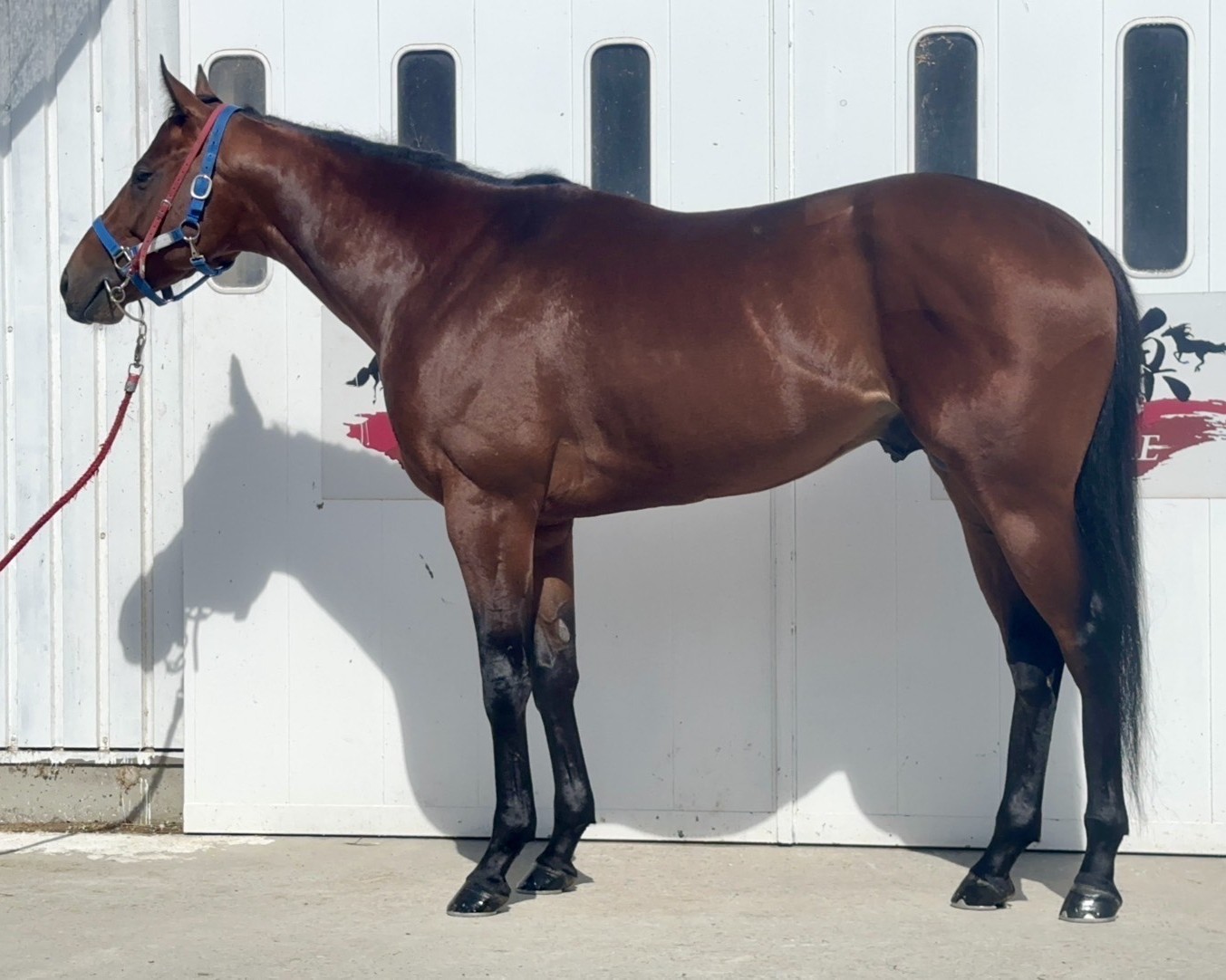 ノボリミッション　　牡３歳　　※中央競馬　登録抹消_main1