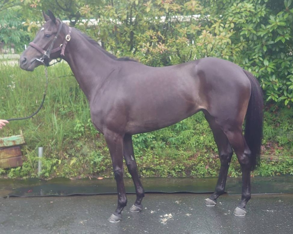 超希少 安曇野白鯨トリプルヘッド 観賞価値・資産価値ともに高いプレミア株 青眼の白龍(EX版右向き)/25thシークレット【モンスター】《QCAC