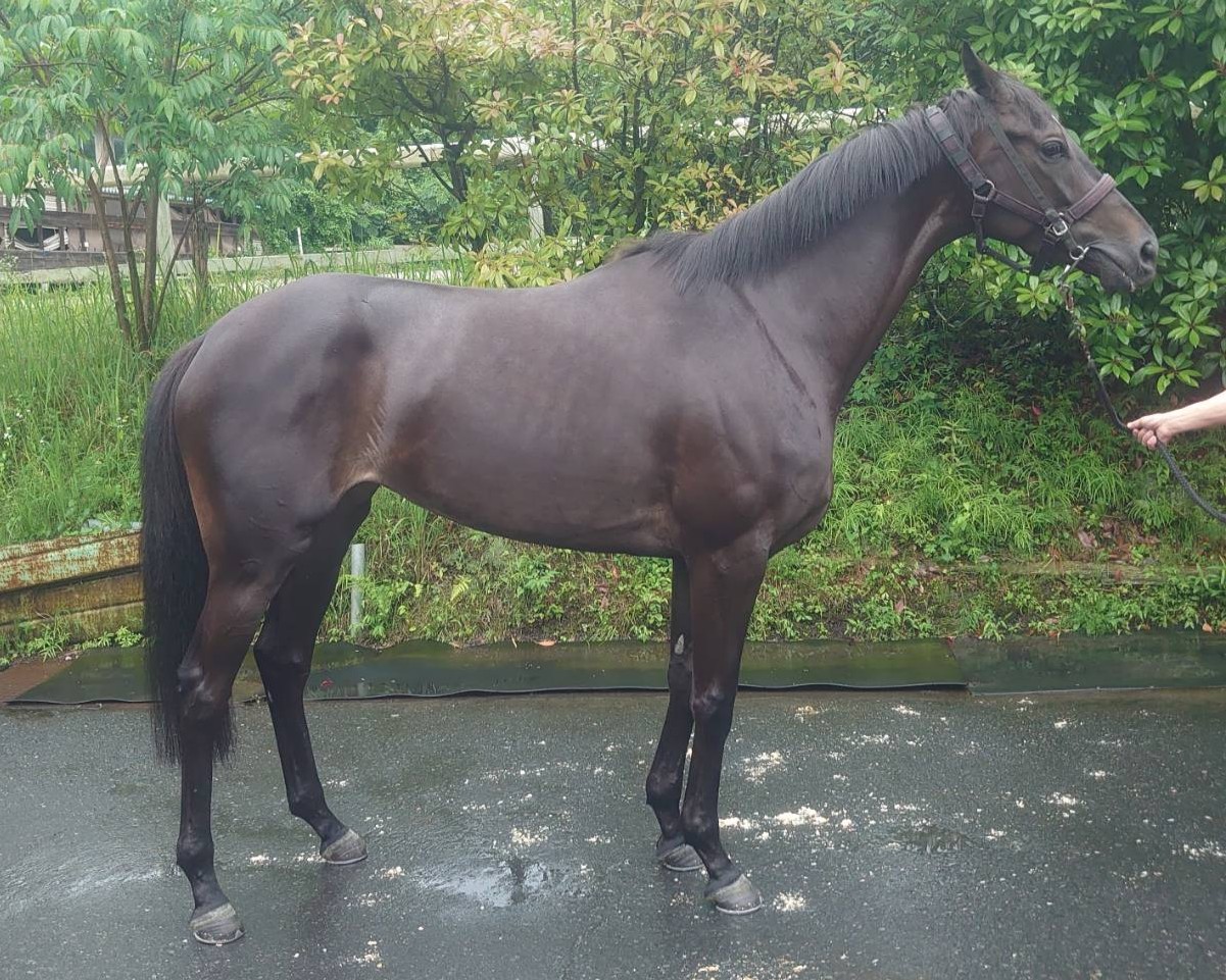 JRA　競馬　’91世界最強3歳馬アラジ号　写真（額入り） b5da93f167f5635e69c3d61d88fdc9