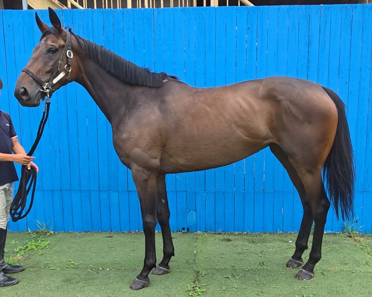 ビーナスライズ 牝4歳 ※地方競馬 在籍 | サラブレッドオークション