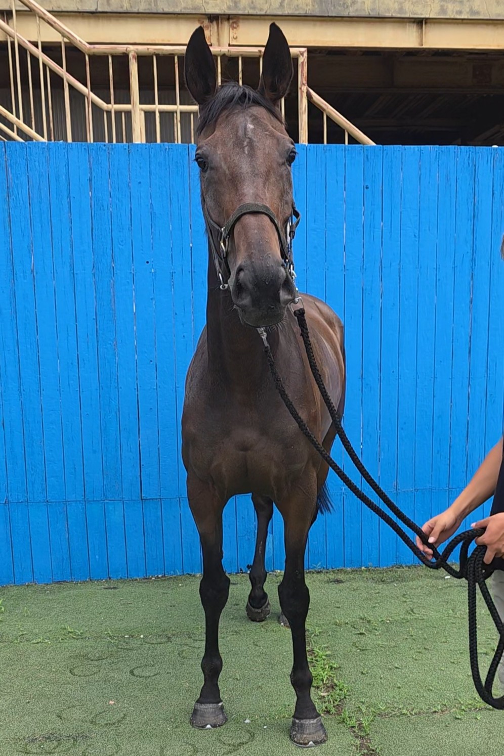 ビーナスライズ 牝4歳 ※地方競馬 在籍 | サラブレッドオークション