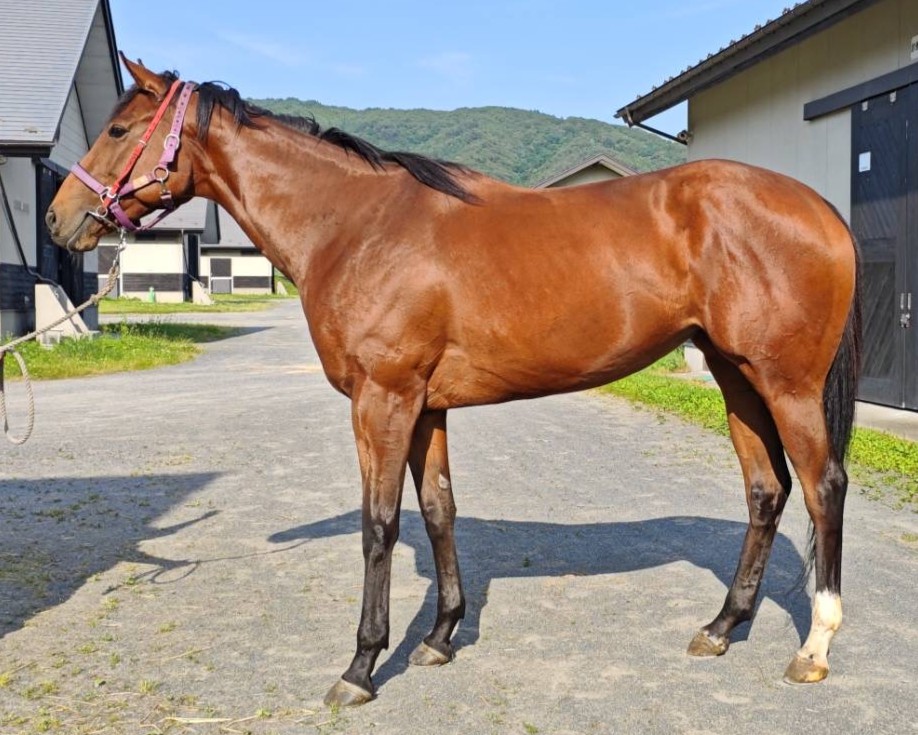 サユリバナ 牝4歳 ※繁殖牝馬（空胎） | サラブレッドオークション