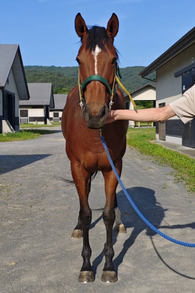サユリバナ 牝4歳 ※繁殖牝馬（空胎） | サラブレッドオークション
