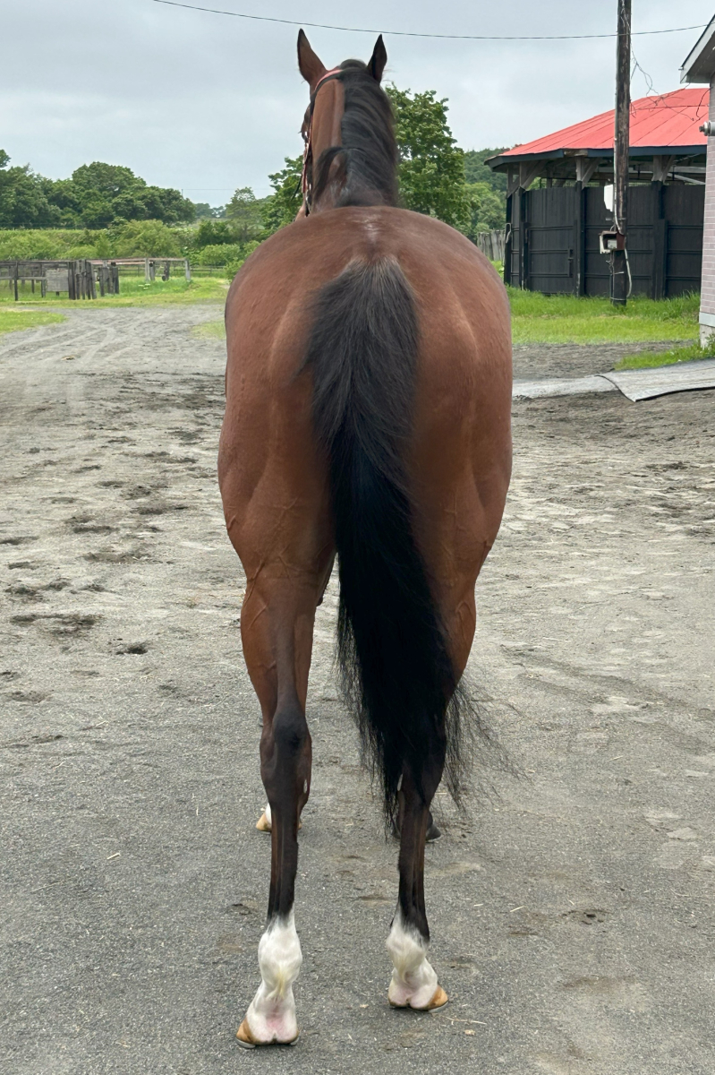 トウヨウノマジョ 牝5歳 ※地方競馬 在籍 | サラブレッド