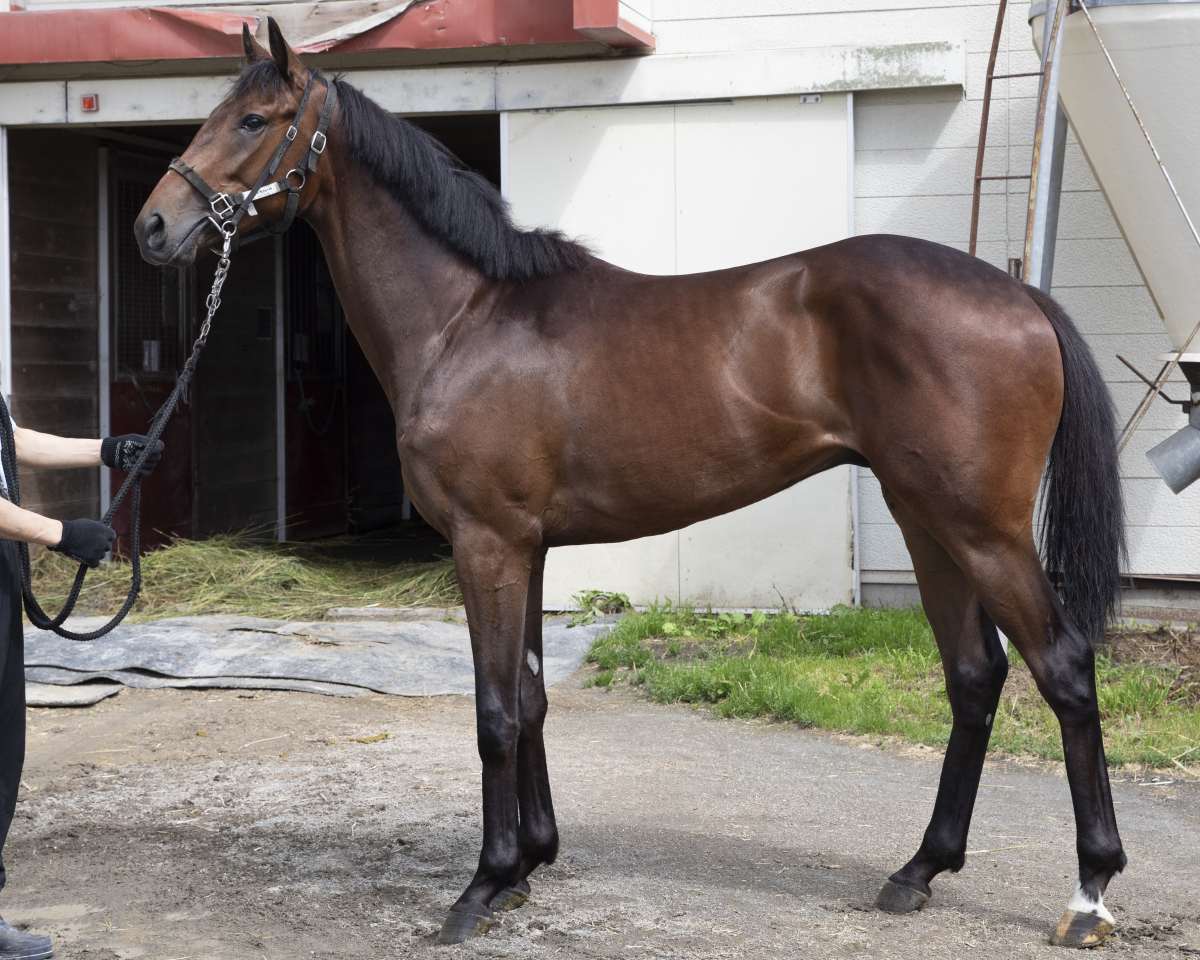 競走馬　THE VICTORY PLATINUM サラブレッド　未開封 競走馬 THE VICTORY PLATINUM サラブレッド 未開封 超希少 競走