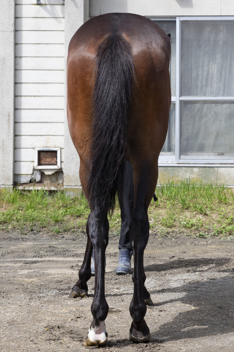 ハイパーアリュール セン2歳 ※地方競馬 在籍 | サラブレッド