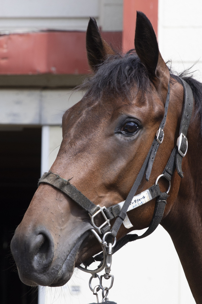 ハイパーアリュール セン2歳 ※地方競馬 在籍 | サラブレッド