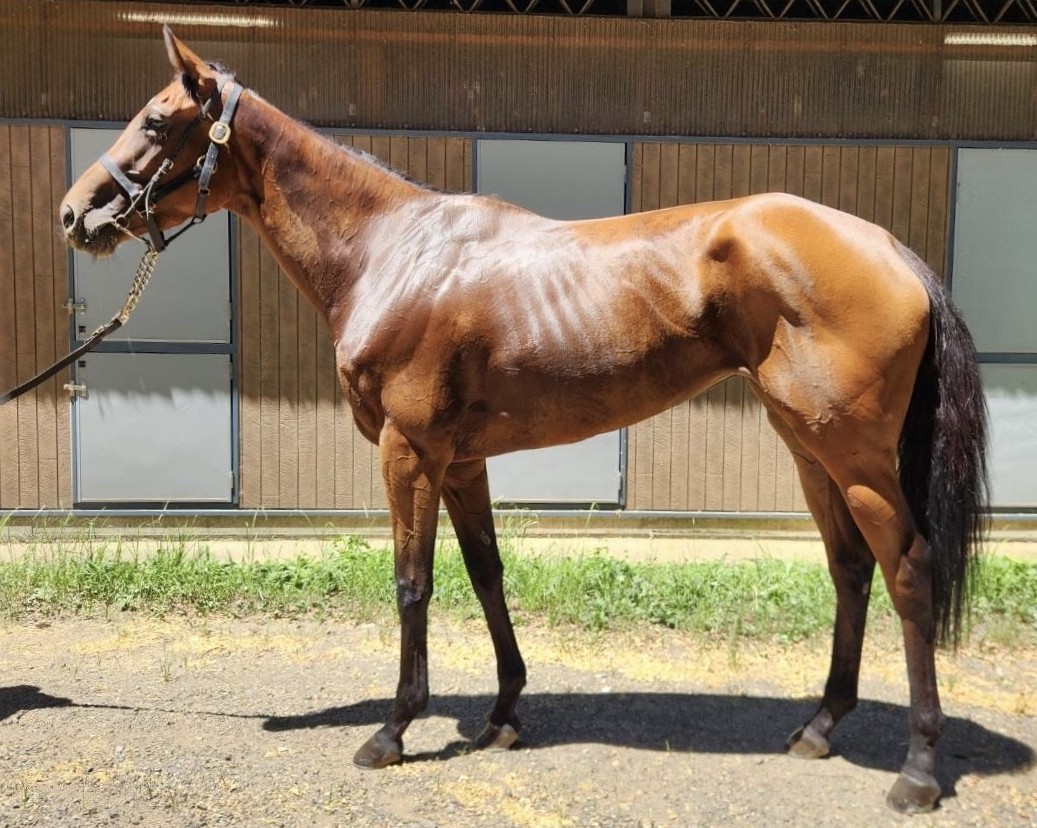 デーレーアネラ　　牝３歳　　※地方競馬　在籍_main1