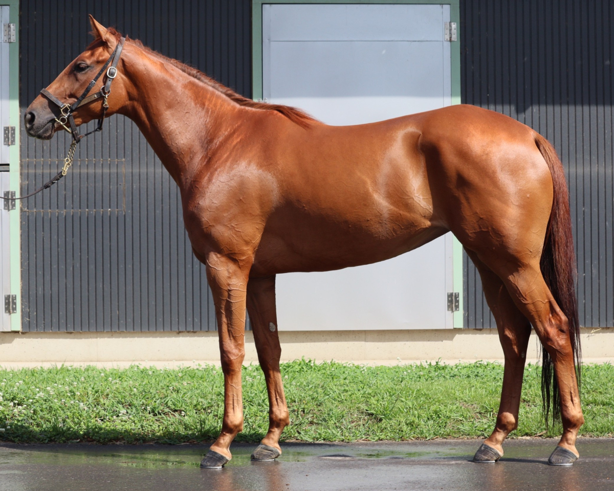 大型本　騎馬打毬　付属DVD付き　霞会館編　非売品　皇室の方々の騎馬打毬風景など 大型本 騎馬打毬 付属DVD付き 霞会館編 非売品 皇室の方々の騎馬