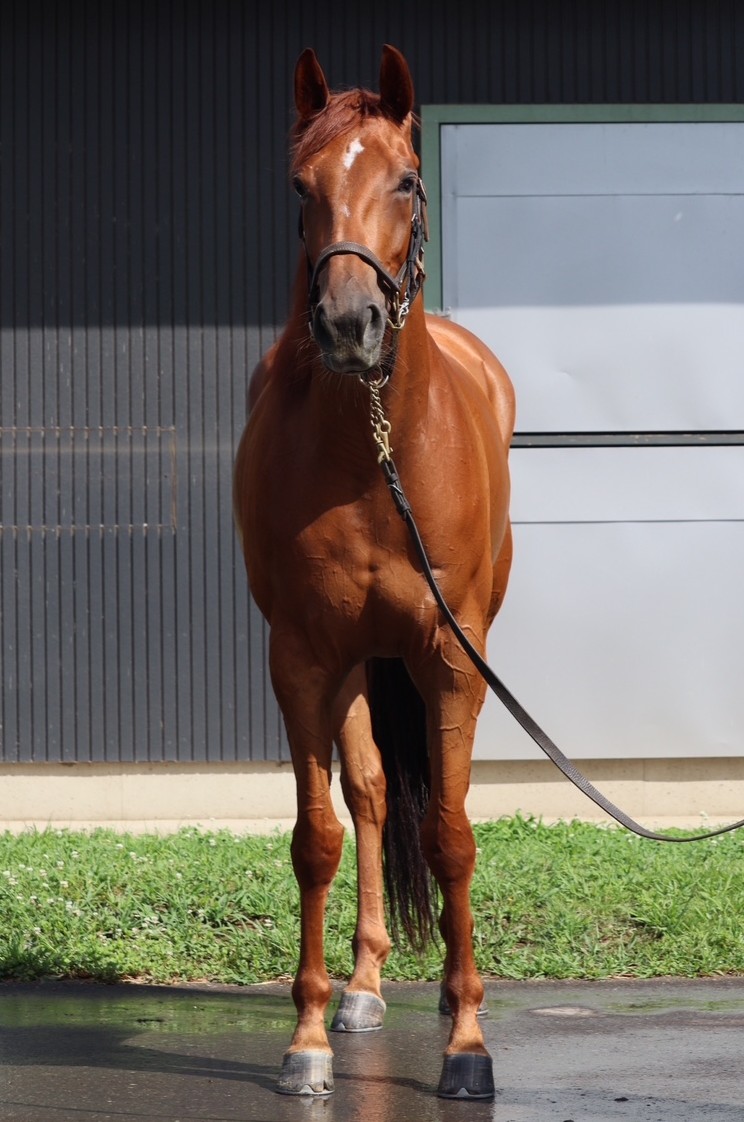 マルタ騎士騎馬像　新品　未開封 マルタ騎士騎馬像 新品 未開封 マルタ騎士騎馬像 新品 未開封