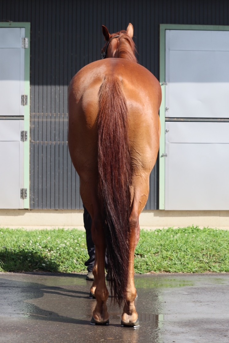 ベルキューズの22 牝3歳 ※育成馬 未登録の3歳馬 | サラブレッド