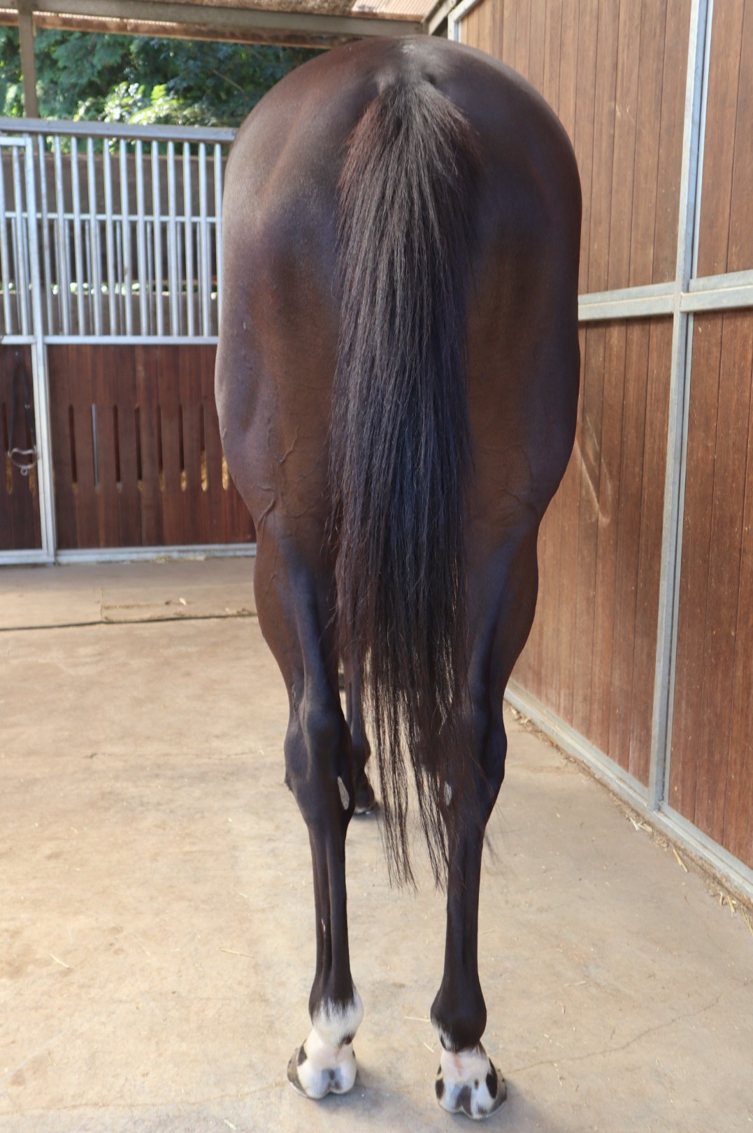 実使用ゼッケン G2 競馬 レッドアネモス【額入り】 実使用ゼッケン G2 競馬 レッドアネモス【額入り】 Yahoo