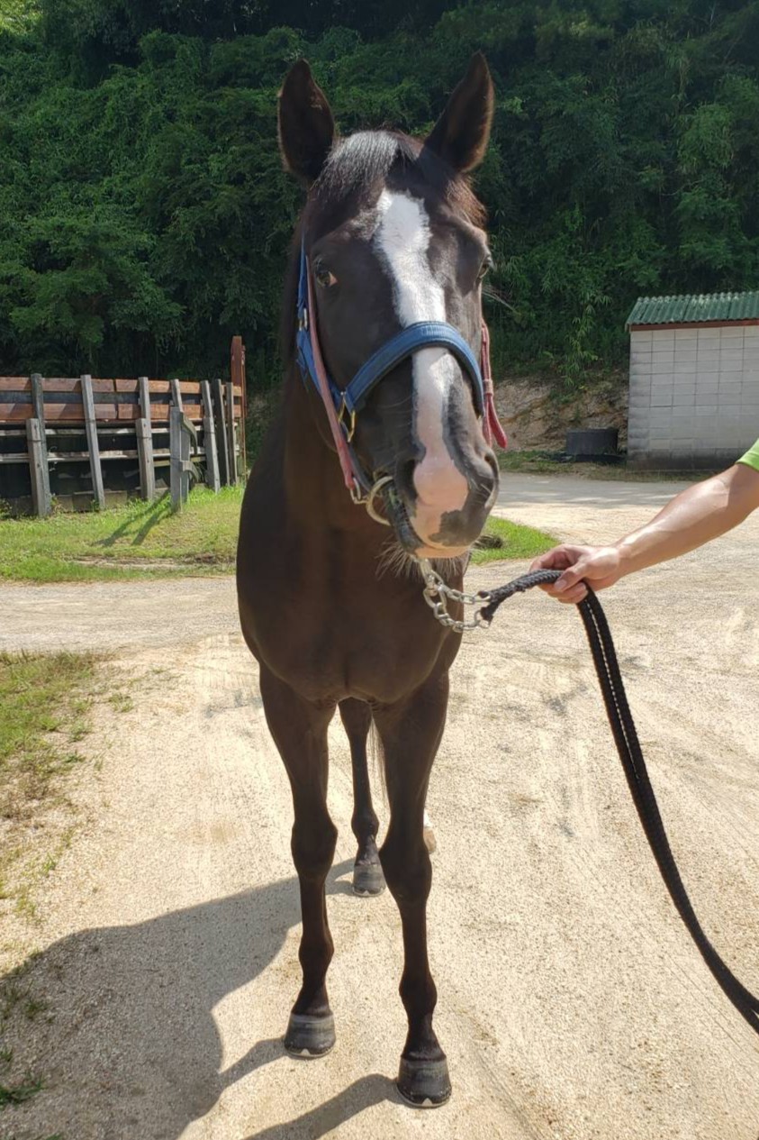 ゴールドエンペラー 牡3歳 ※中央競馬 登録抹消 | サラブレッド