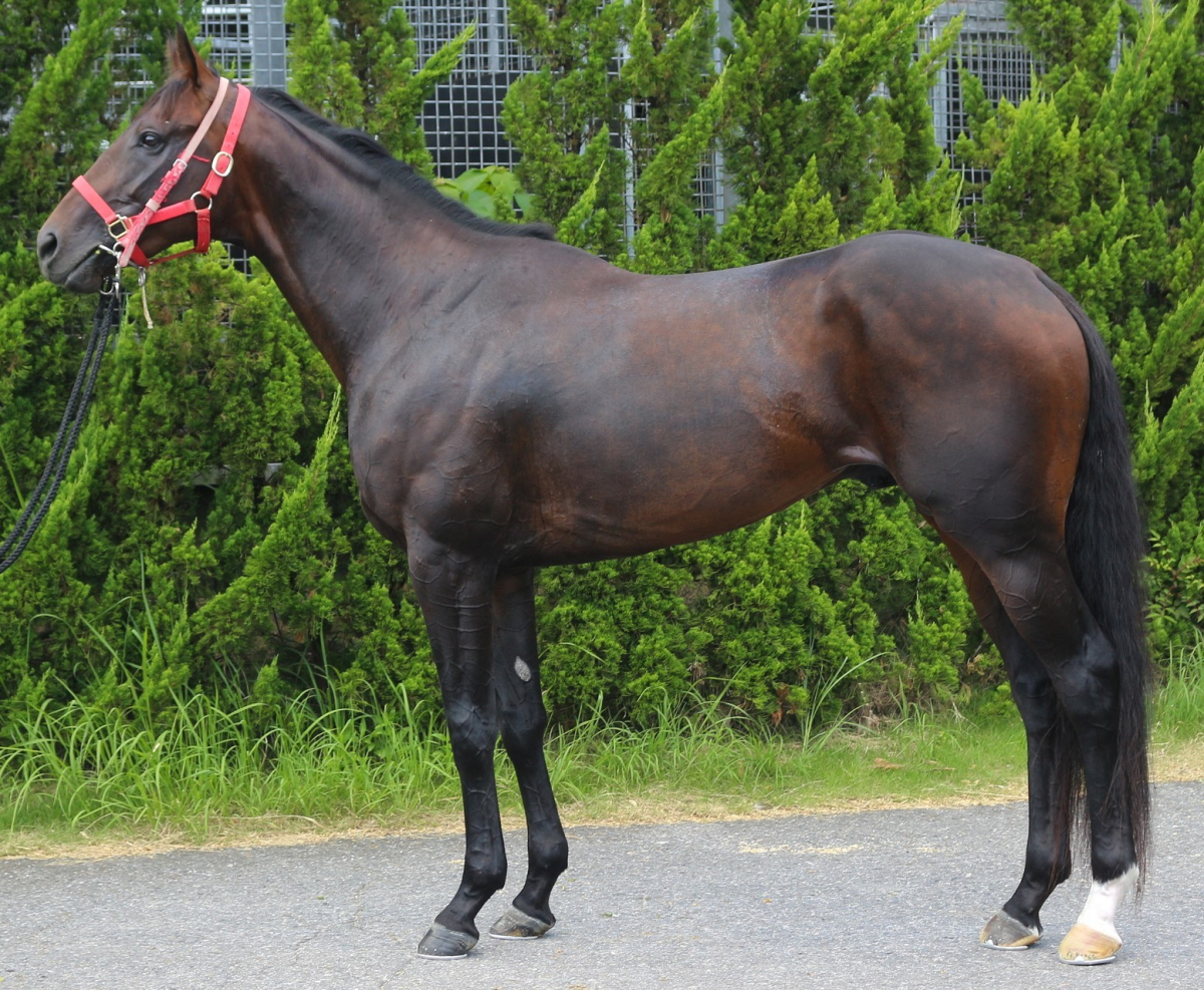 スエズマックス(USA) 牡3歳 ※中央競馬 登録抹消 | サラブレッド