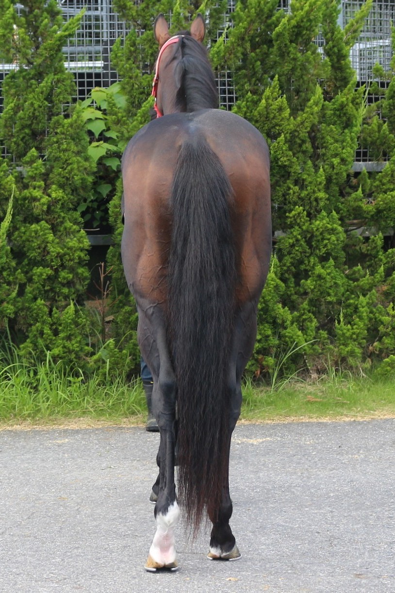 スエズマックス(USA) 牡3歳 ※中央競馬 登録抹消 | サラブレッド