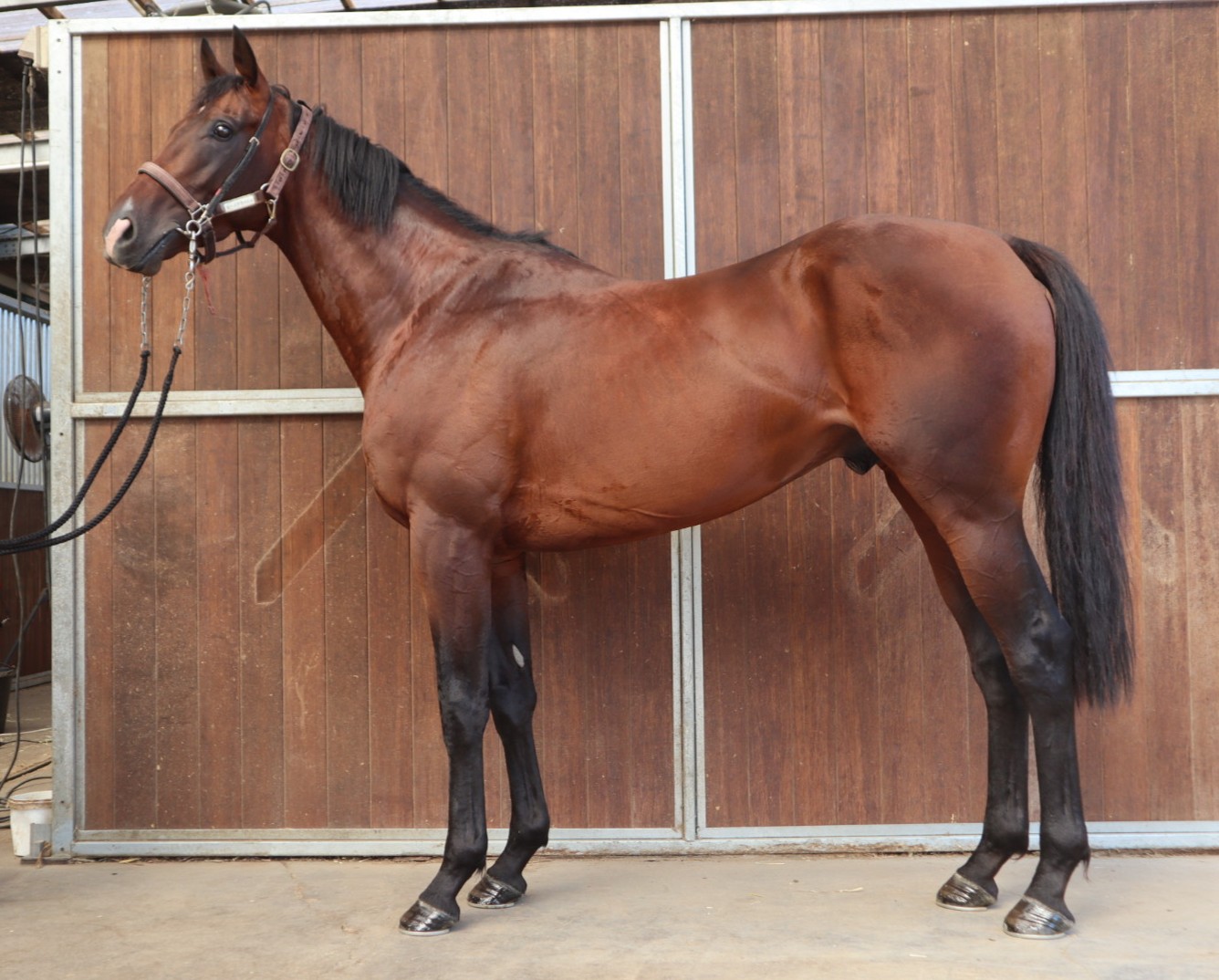 セージブラッシュ　　牡３歳　　※中央競馬　登録抹消_main1