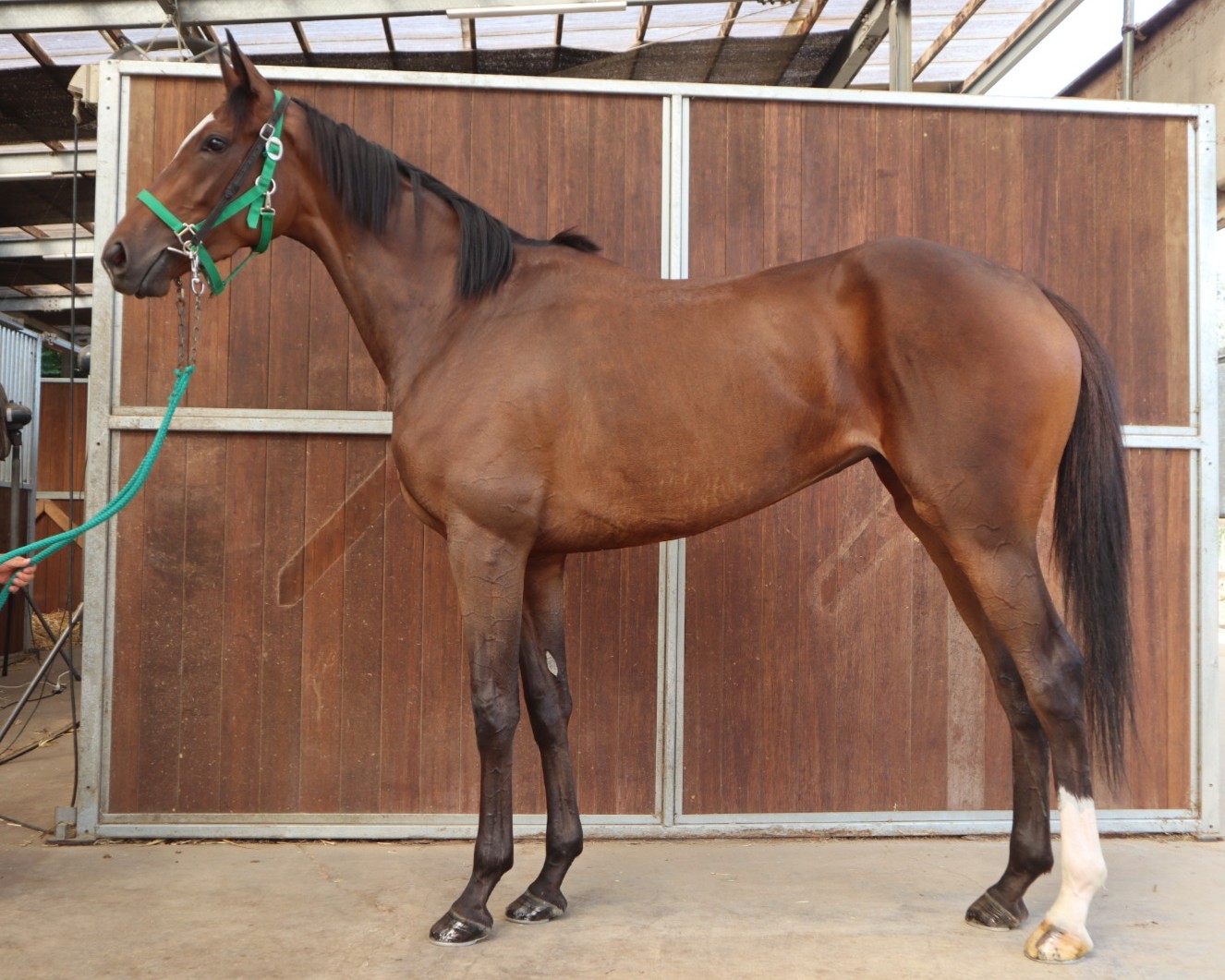 サラブレ 中央競馬年鑑2003〜2018 競馬四季報 2025年夏号(全国版) 通巻214号 | サラブレッド血統