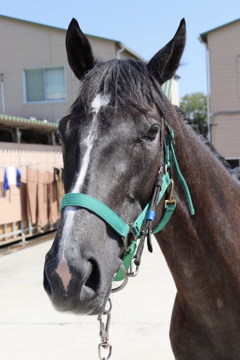 ドラマツルギー 牝3歳 ※中央競馬 登録抹消 | サラブレッドオークション