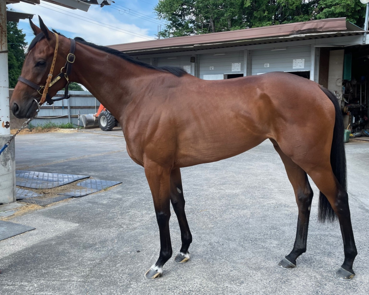 サラブレ 中央競馬年鑑2003〜2018 競馬四季報 2025年夏号(全国版) 通巻214号 | サラブレッド血統