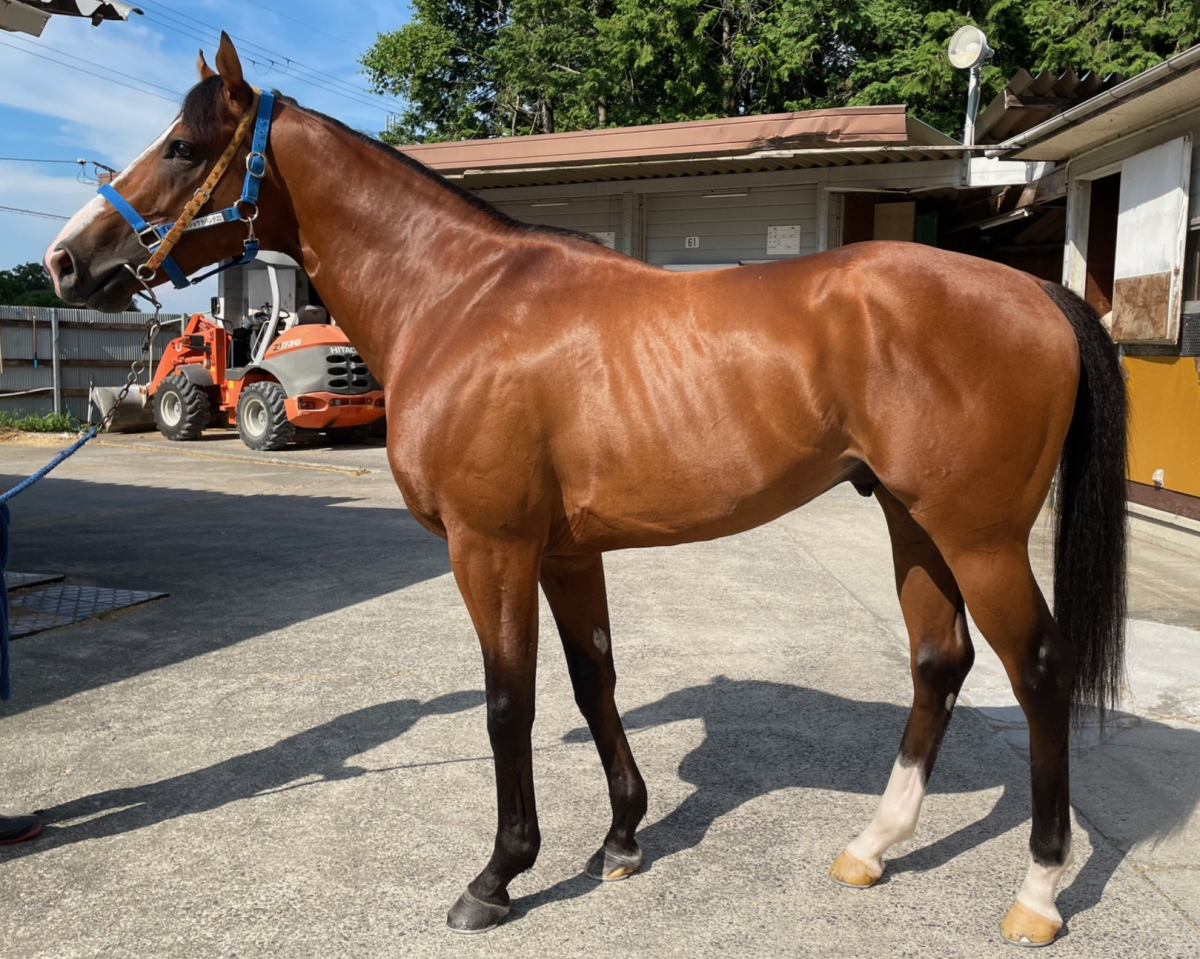 JRA中央競馬  非売品  年度代表馬カード 全35枚  JRA配布物 QUOカード導入事例：JRA｜【公式】ギフトといえばQUOカード・QUO