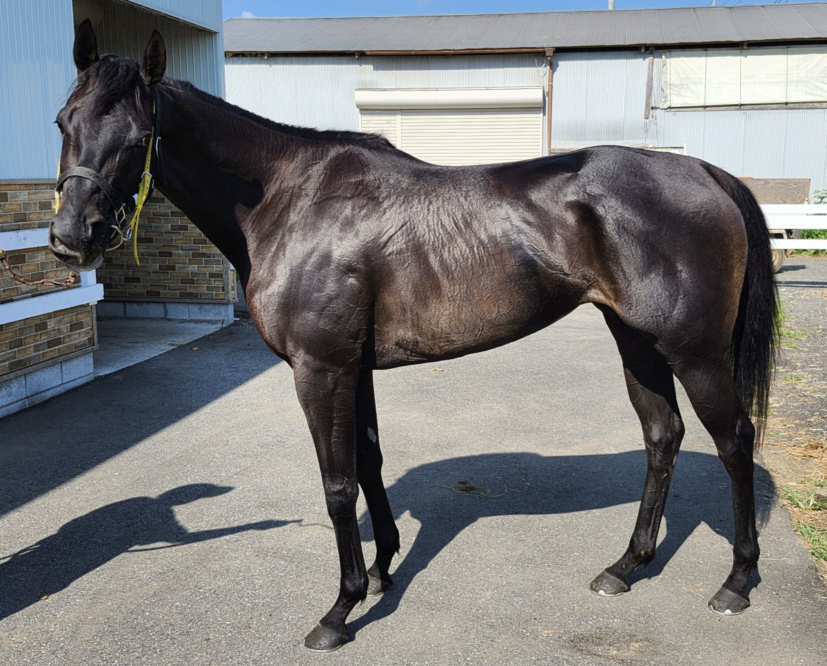 ラブカマクフィー 牝3歳 ※中央競馬 登録抹消 | サラブレッドオークション