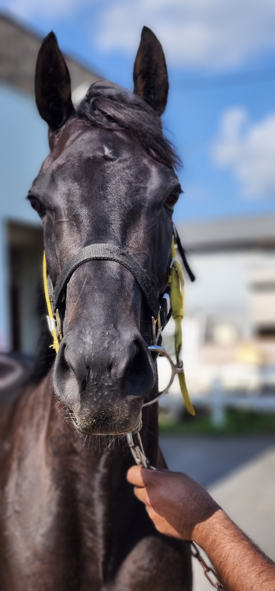 ラブカマクフィー 牝3歳 ※中央競馬 登録抹消 | サラブレッドオークション