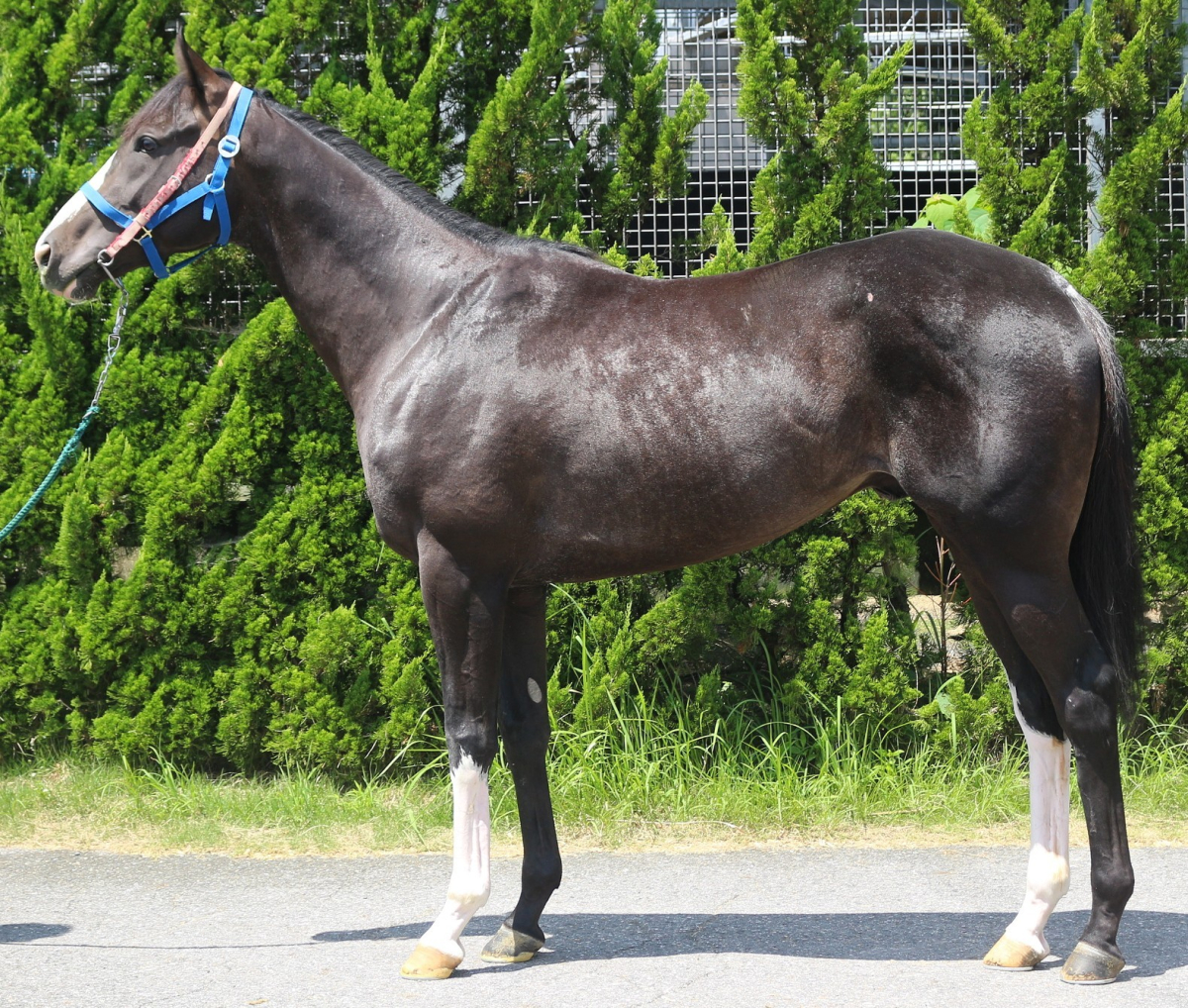 パドロック 牡3歳 ※中央競馬 登録抹消 | サラブレッドオークション
