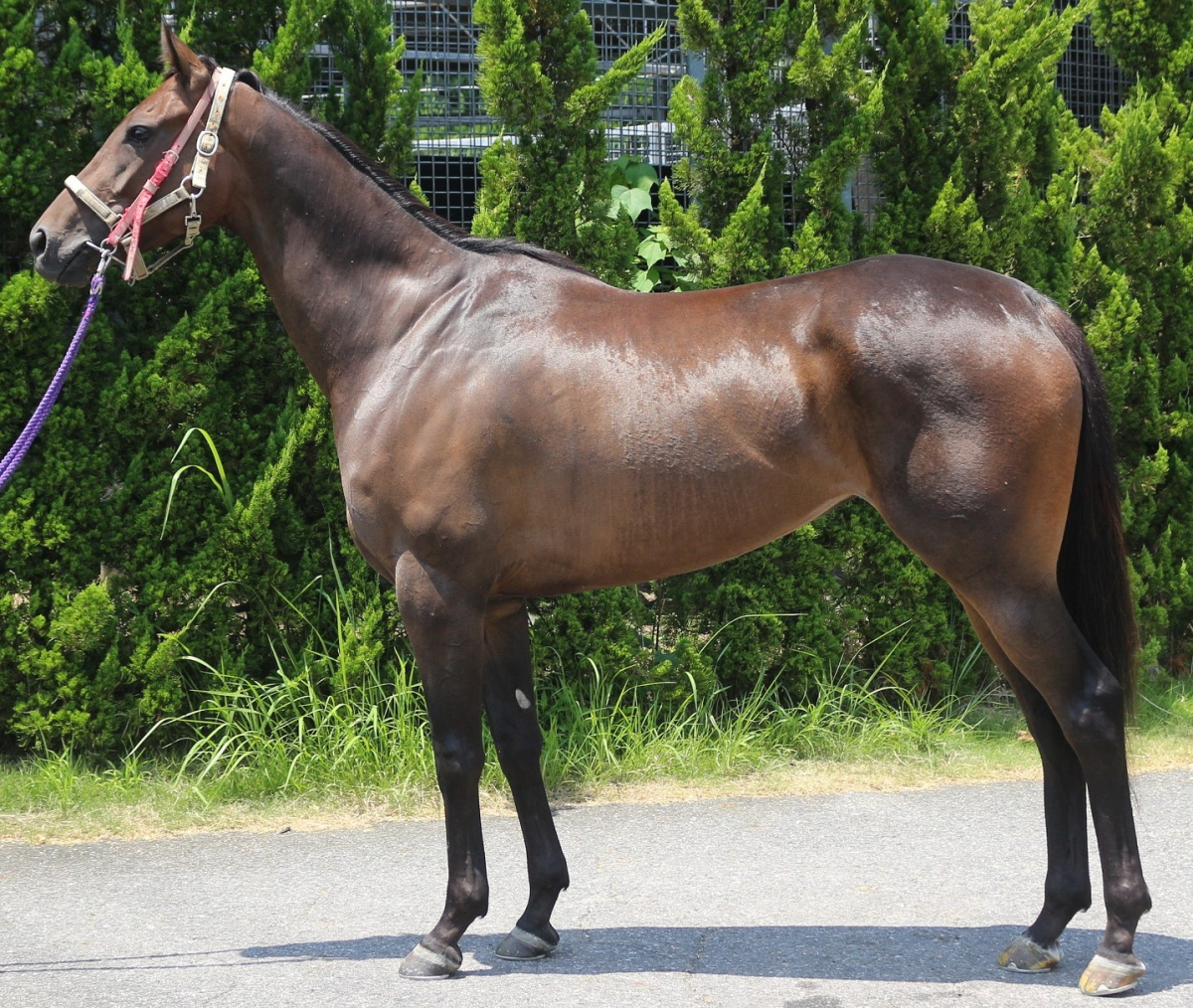 ウインラグラス 牝4歳 ※中央競馬 登録抹消 | サラブレッドオークション