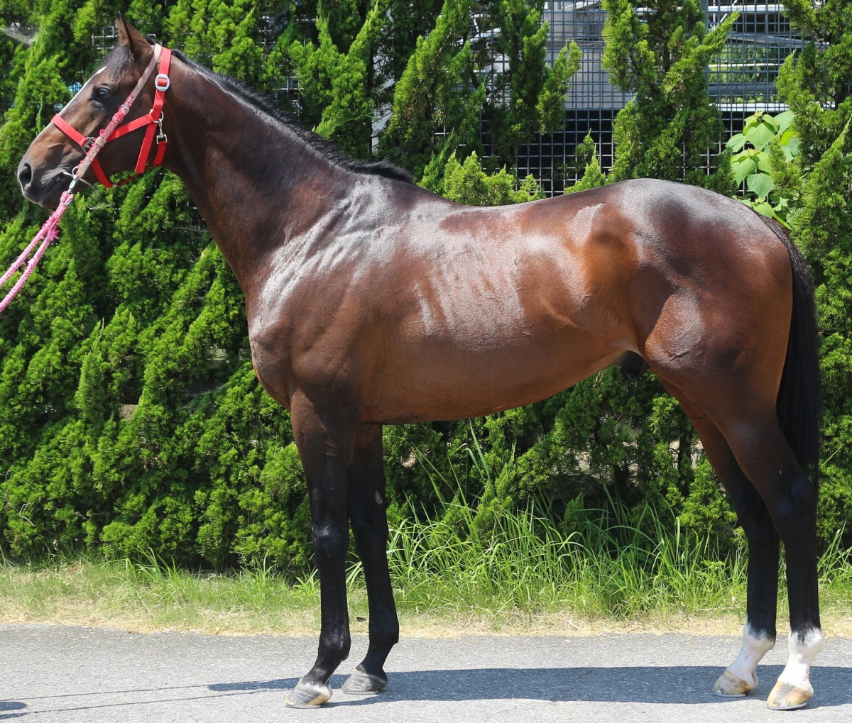 ビオグラフィア 牡7歳 ※中央競馬 登録抹消 | サラブレッド