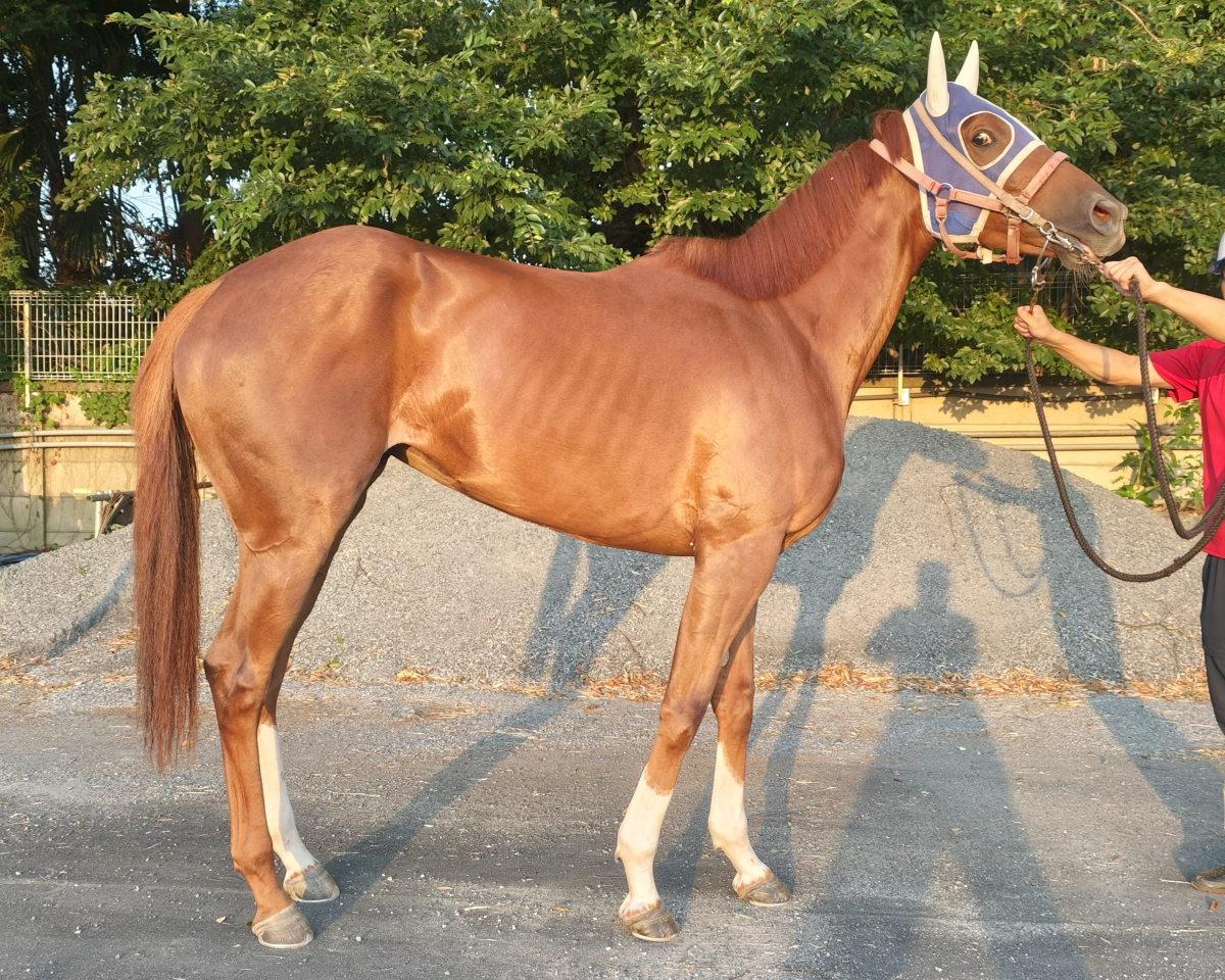 ブルドッグガール 牝3歳 ※地方競馬 在籍 | サラブレッド