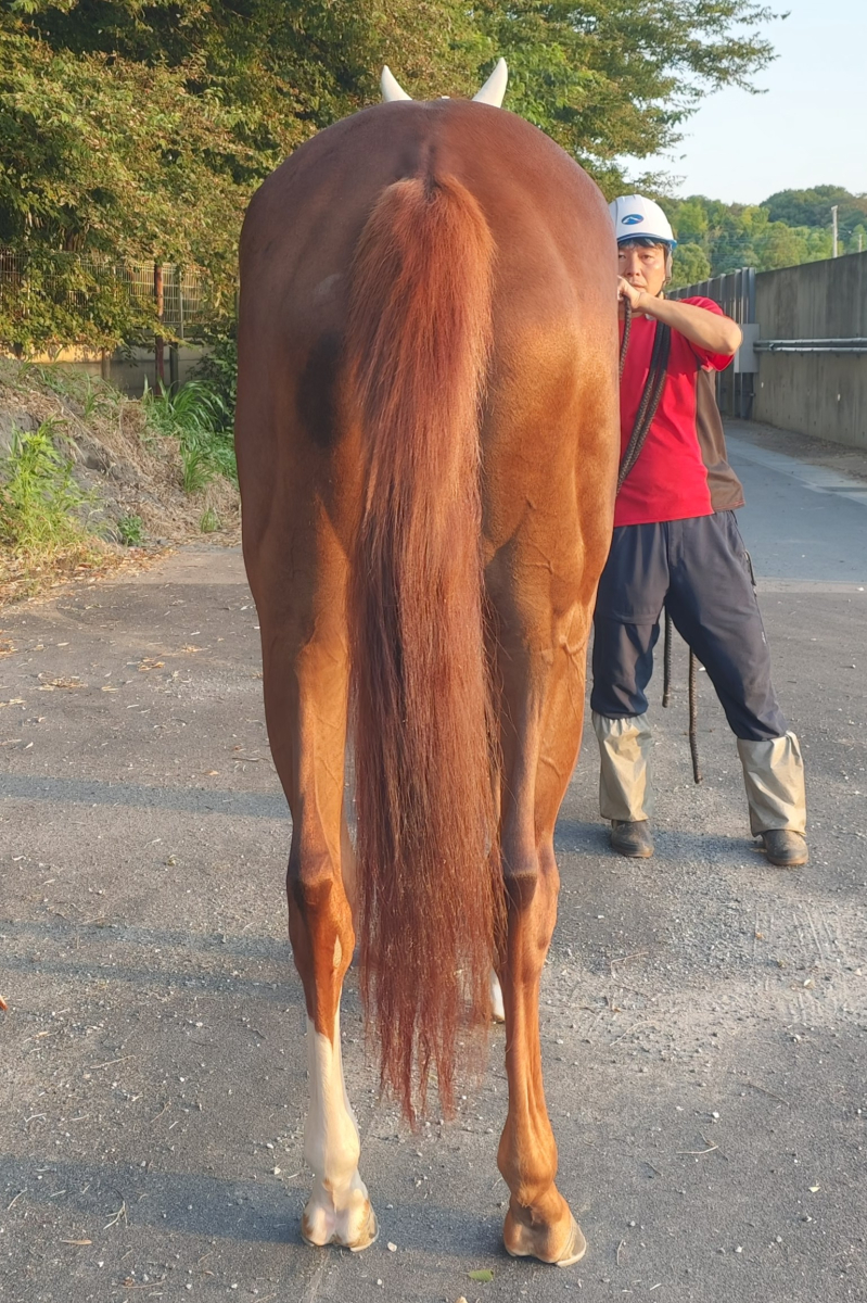 ブルドッグガール 牝3歳 ※地方競馬 在籍 | サラブレッド