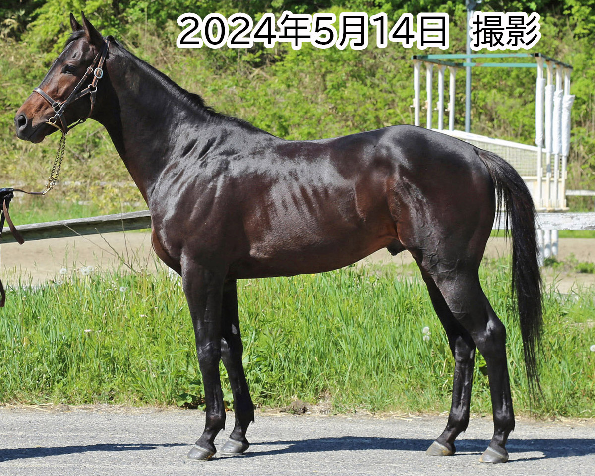 タイムレスブルーム　　牡４歳　　※地方競馬　在籍_main1