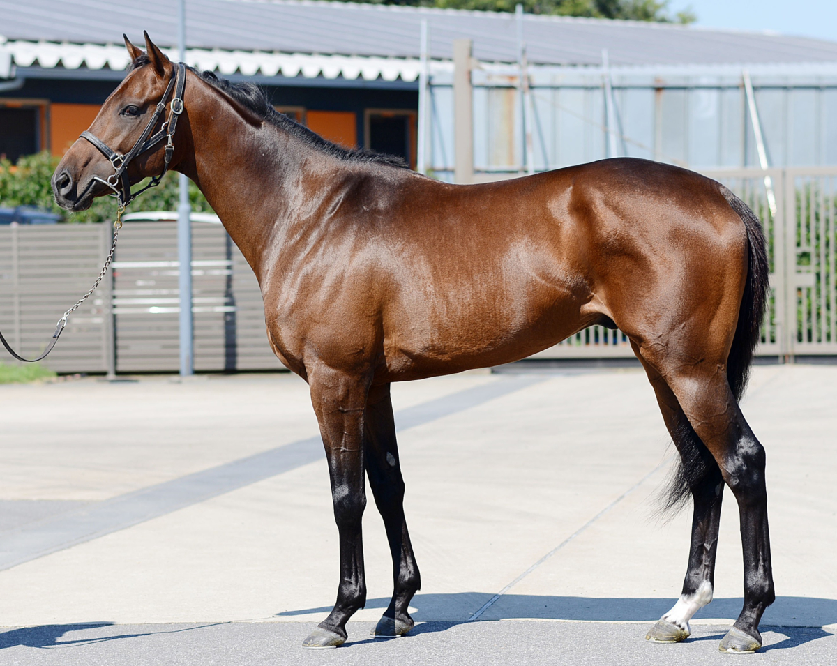 ジャスマン 牡3歳 ※中央競馬 登録抹消 | サラブレッドオークション