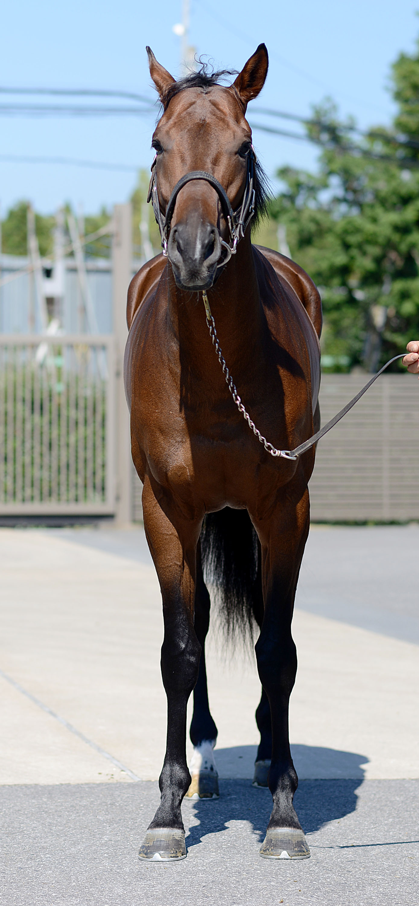 ジャスマン 牡3歳 ※中央競馬 登録抹消 | サラブレッドオークション